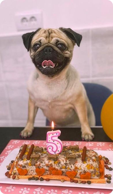 Mops Molly ispred rođendanske torte
